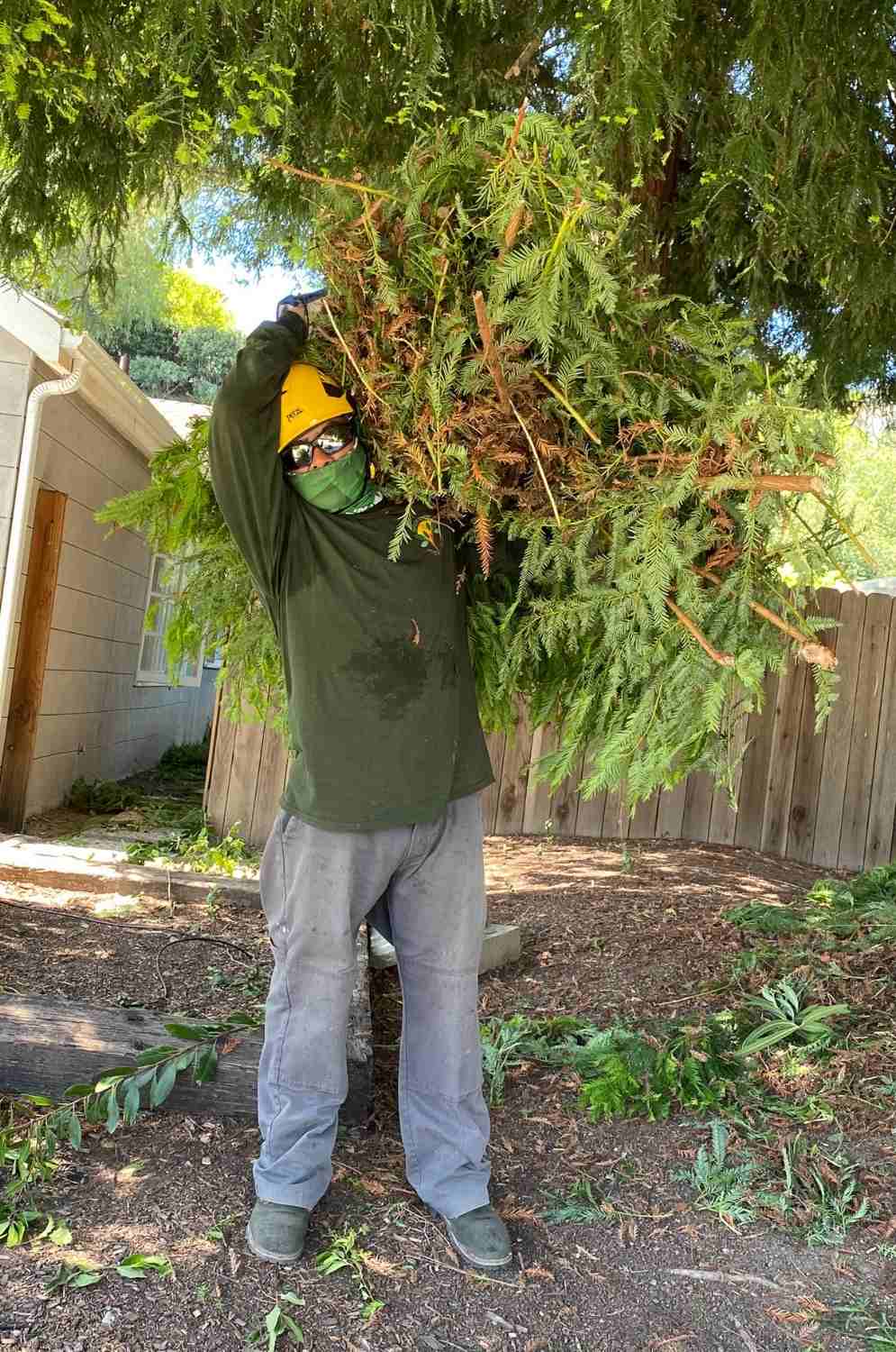 TOP NOTCH TREE CARE Tree Trimming
