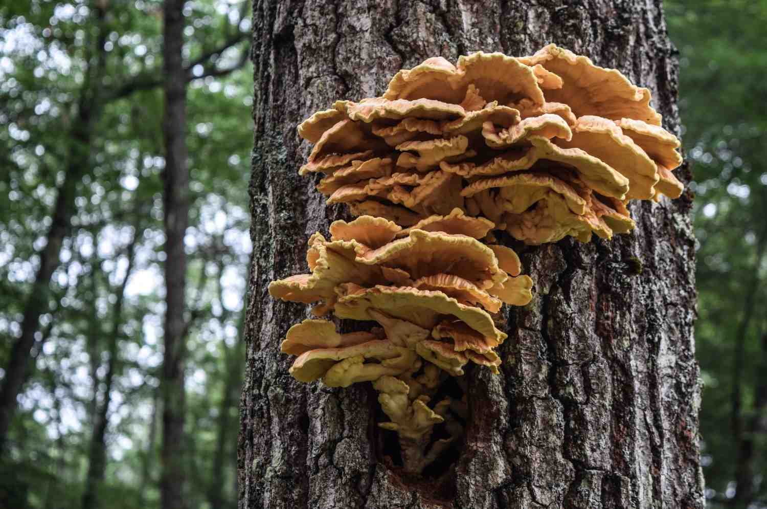 Tree Pest Disease - Fungus