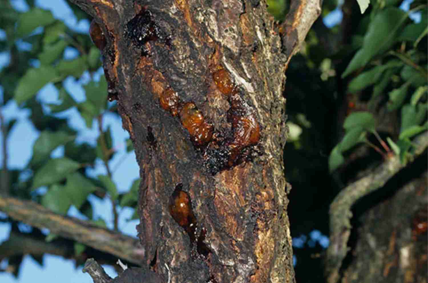 Tree Pest & Disease Service from TOP NOTCH TREE CARE - Diagnosis and treatment