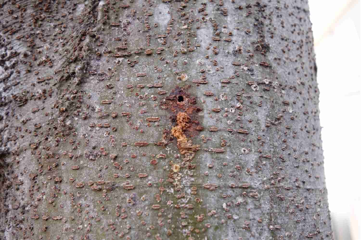 Tree Pest & Disease - TOP NOTCH TREE CARE