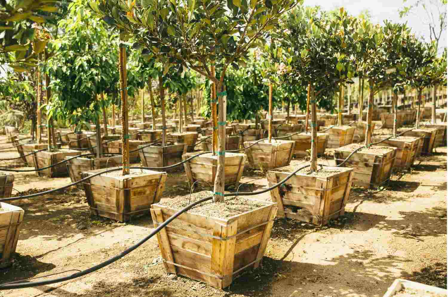 Tree Planting Service in The Greater Los Angeles area