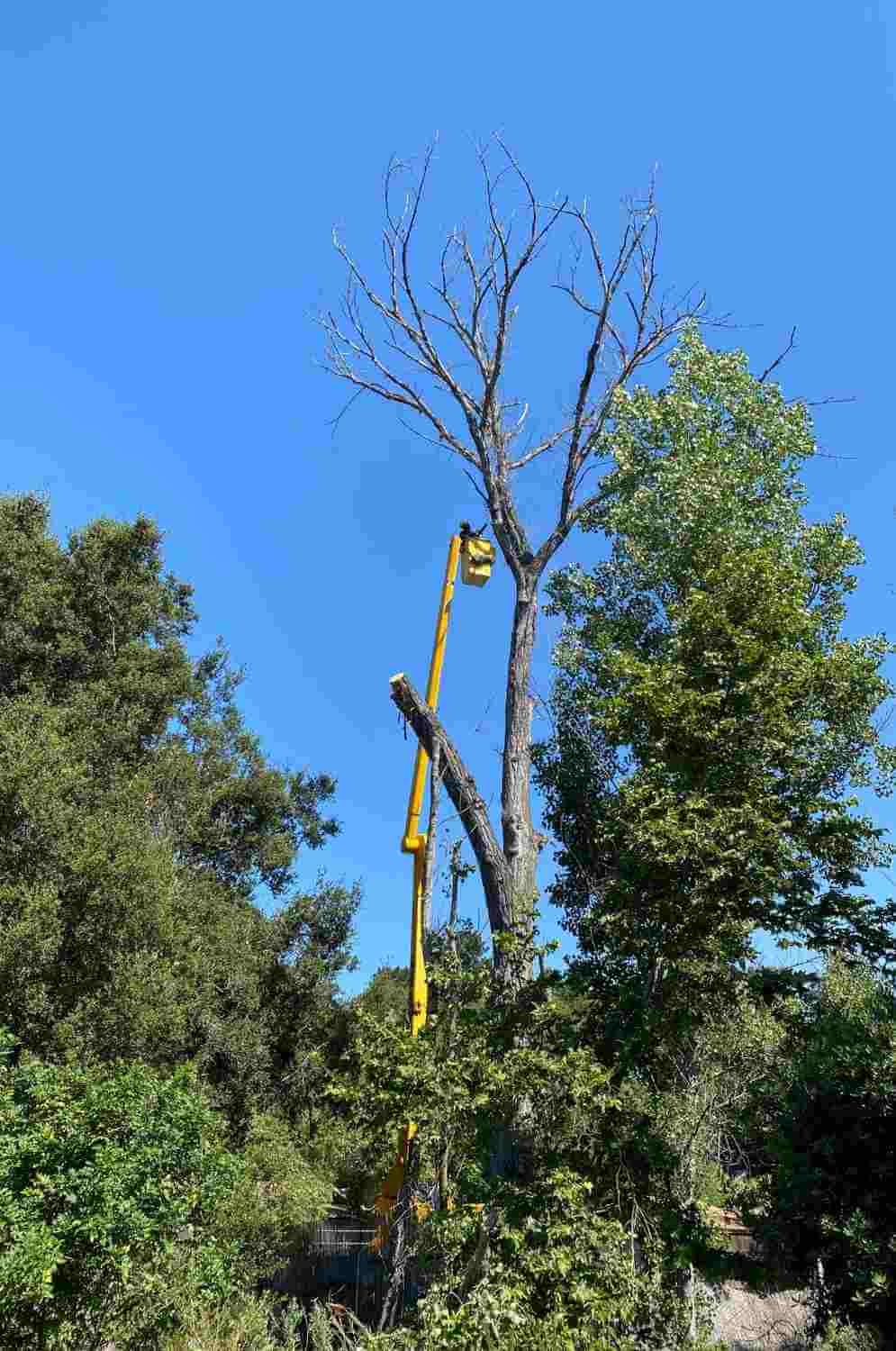 Tree Removal Project from TOP NOTCH TREE CARE