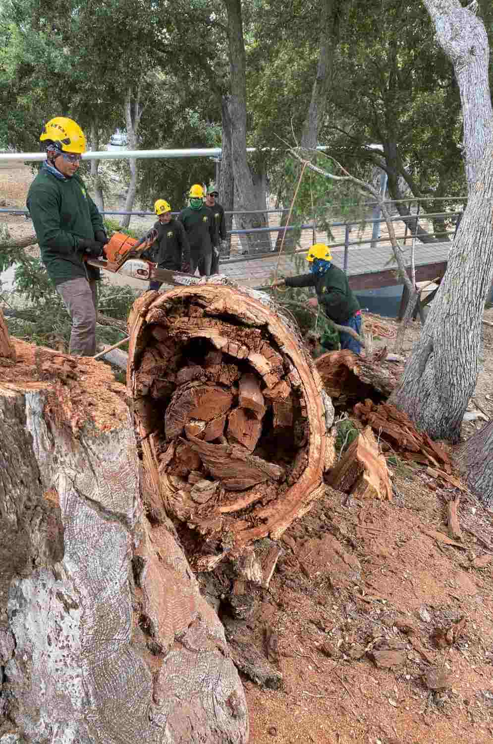 Tree Removal The Greater Los Angeles Area