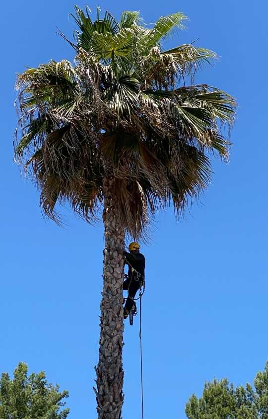 Tree Services - Experience