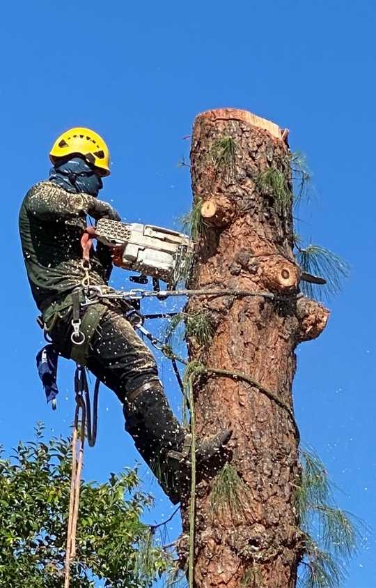Tree Services - Specialist