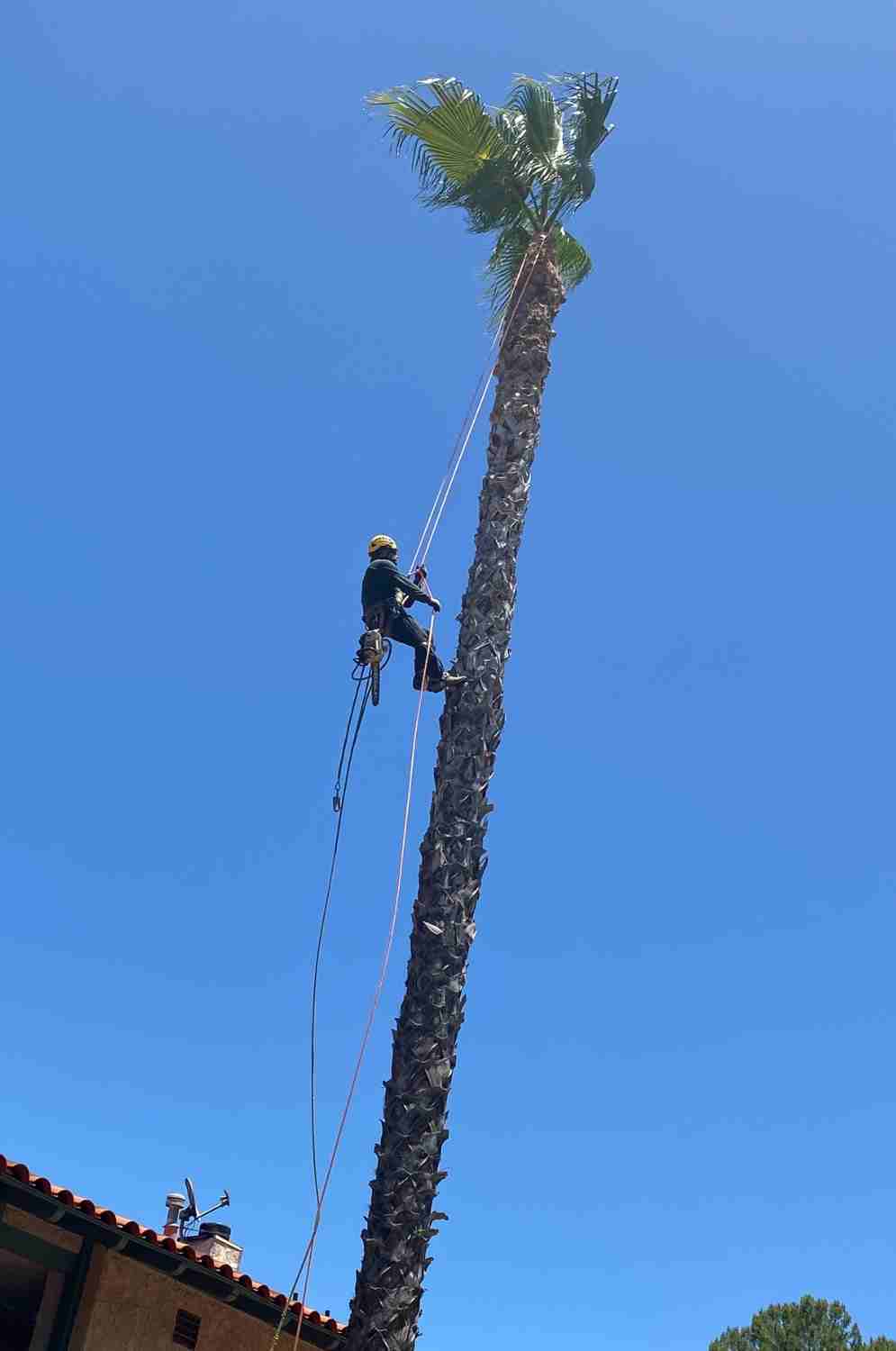 Tree Services -Tree Trimming TOP NOTCH TREE CARE - The Greater Los Angeles