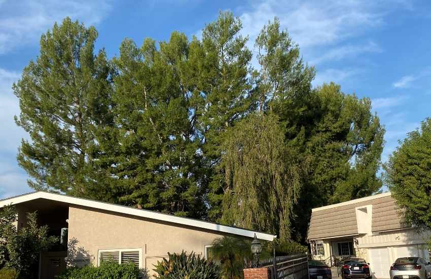The highest quality tree service Los Angeles
