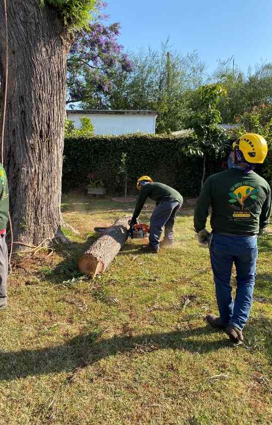 Top Notch Tree Care experts in Tree services Los Angeles area