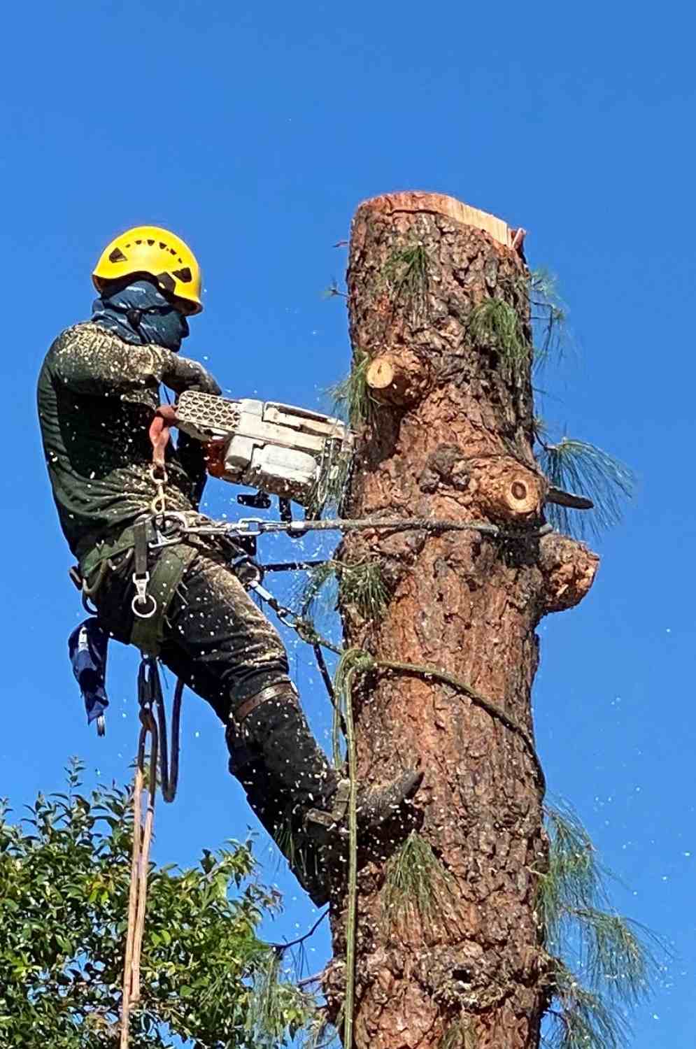 Tree Removal TOP NOTCH TREE CARE (818) 268-7474 (805) 210-5674