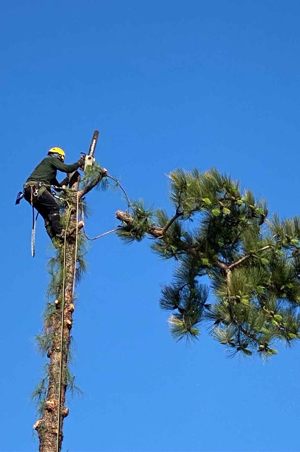 Tree Removal - TOP NOTCH TREE CARE SERVICES (818) 268-7474 (805) 210-5674