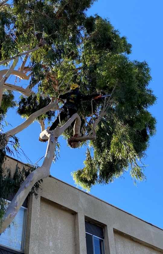 Tree specialist - TOP NOTCH TREE CARE SERVICES (818) 268-7474 (805) 210-5674